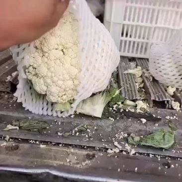 精品有机花大量有货