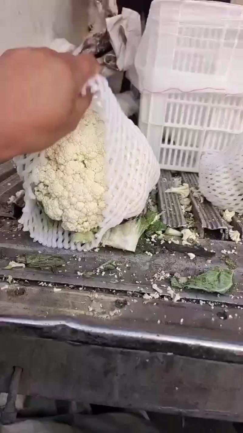 精品有机花大量有货