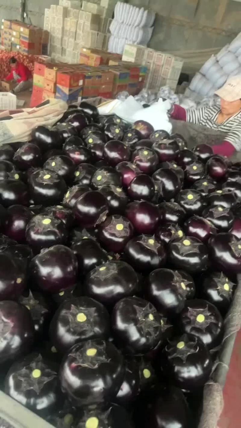 圆茄