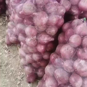 洋葱