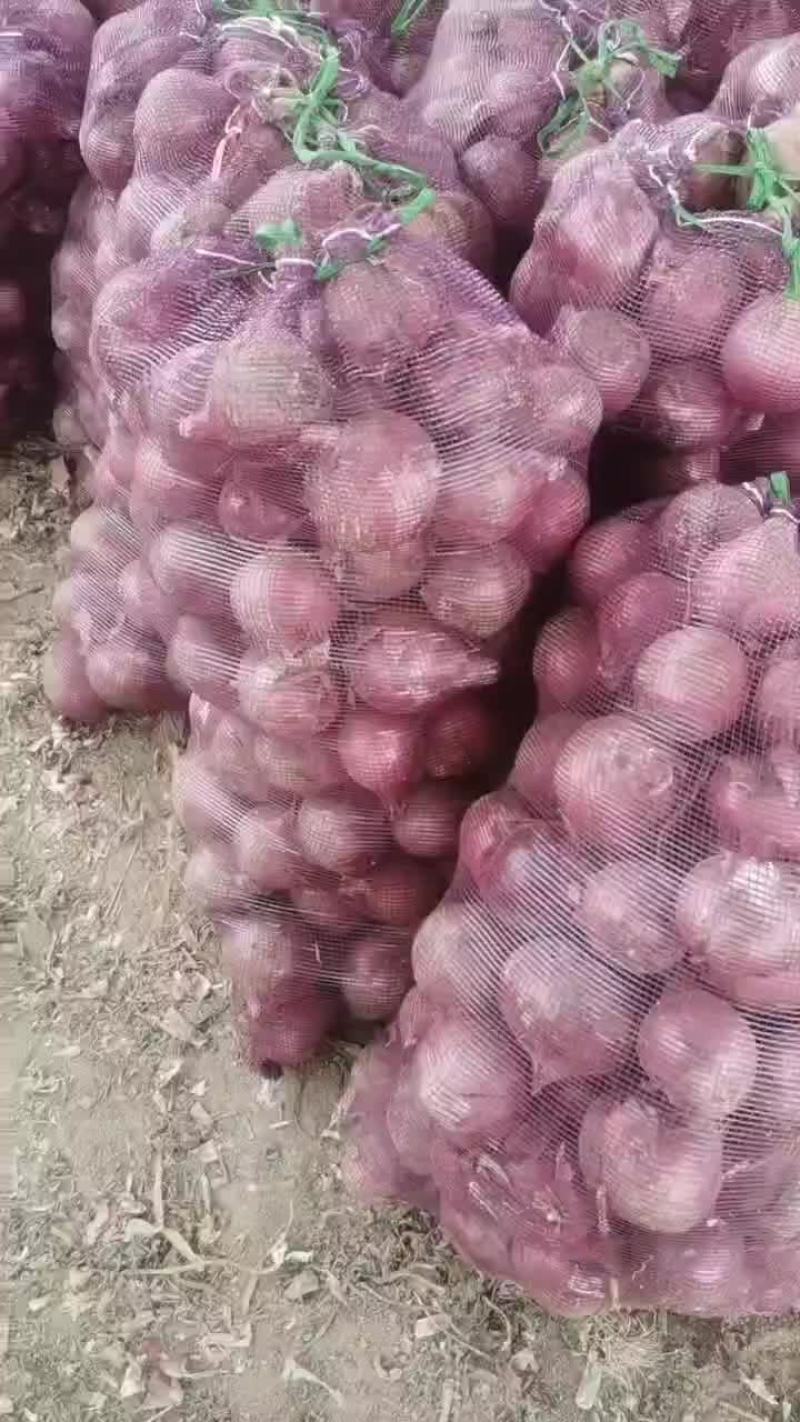 洋葱