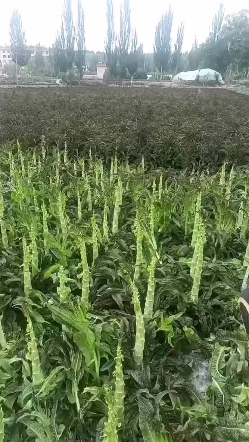 [精品]甘肃红叶香莴笋莴苣大量供应品质保证