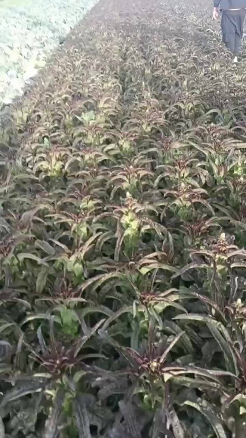 [精品]甘肃红叶香莴笋莴苣大量供应品质保证
