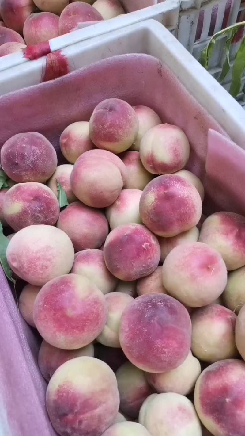 砀山产区水蜜桃