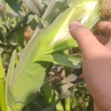 白糯甜玉米白糯甜玉米