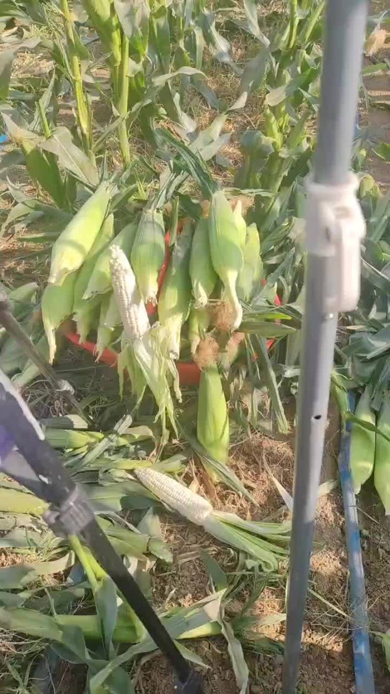 白糯甜玉米白糯甜玉米