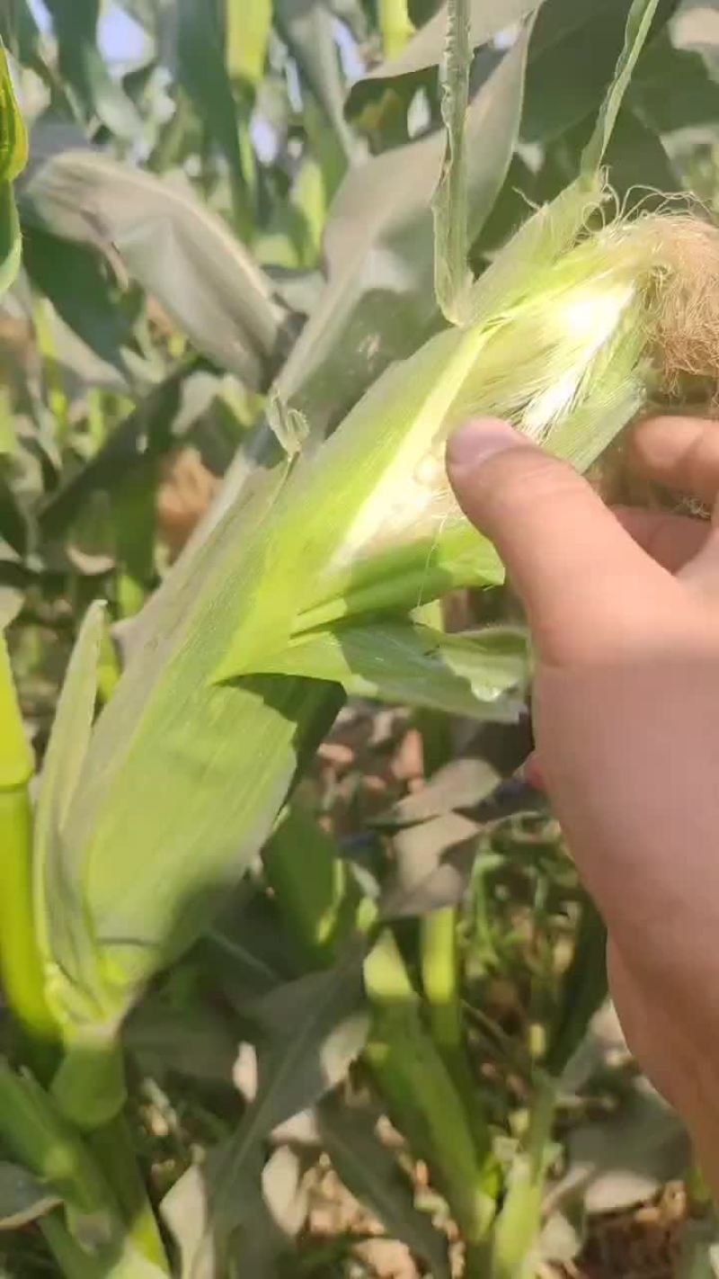 白糯甜玉米白糯甜玉米