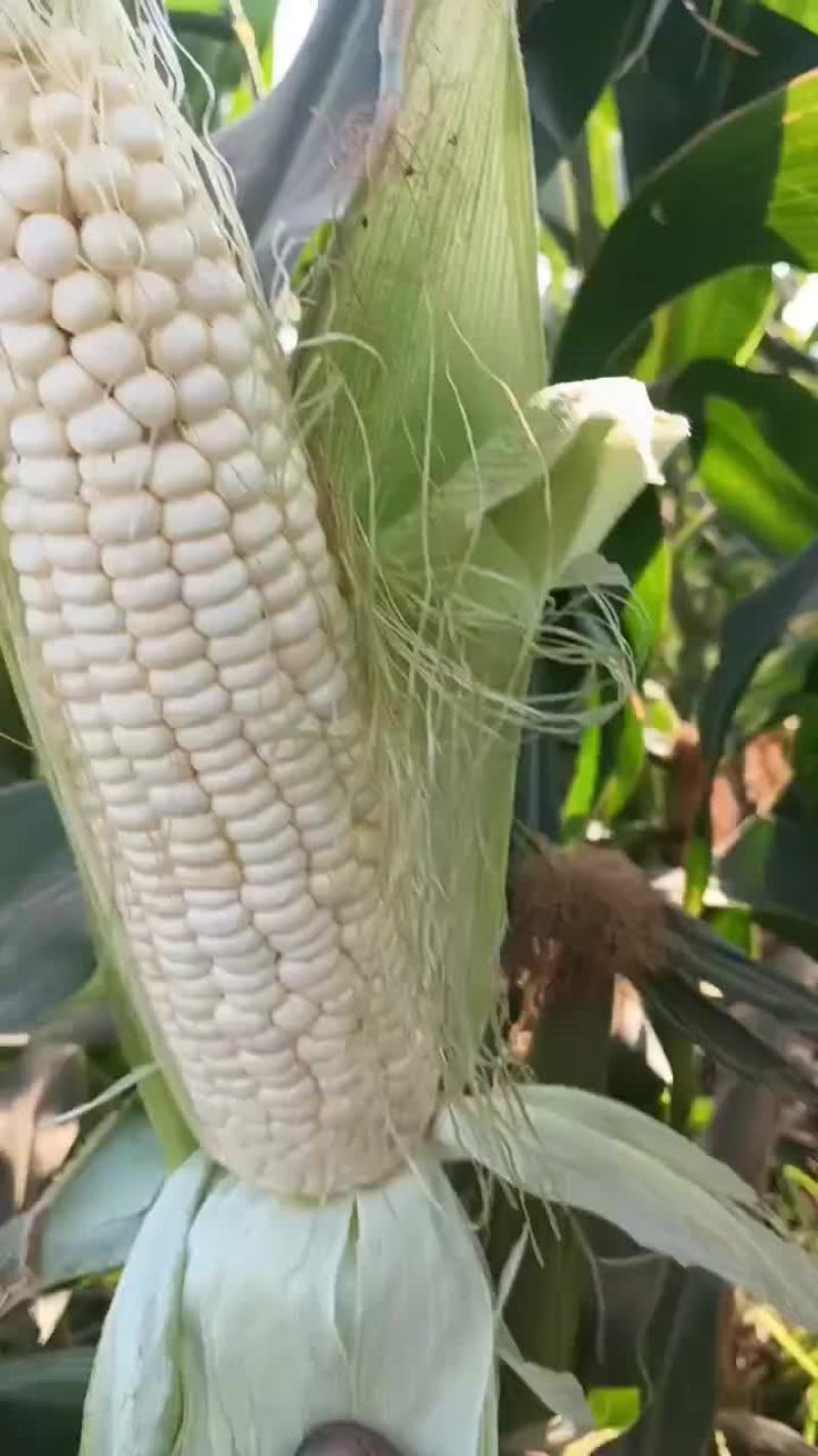 白糯甜玉米白糯甜玉米