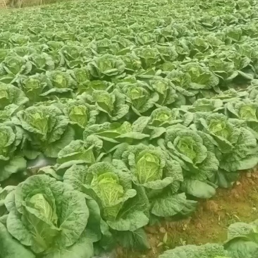 白菜