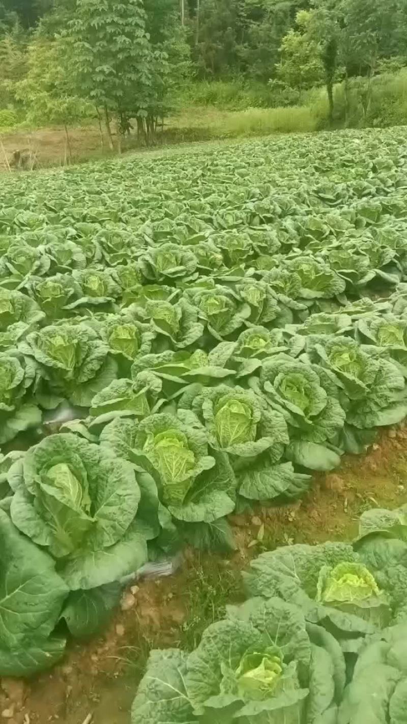 白菜