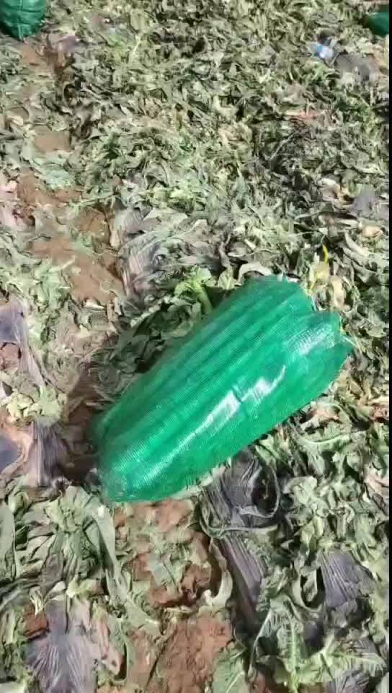 红叶香莴笋