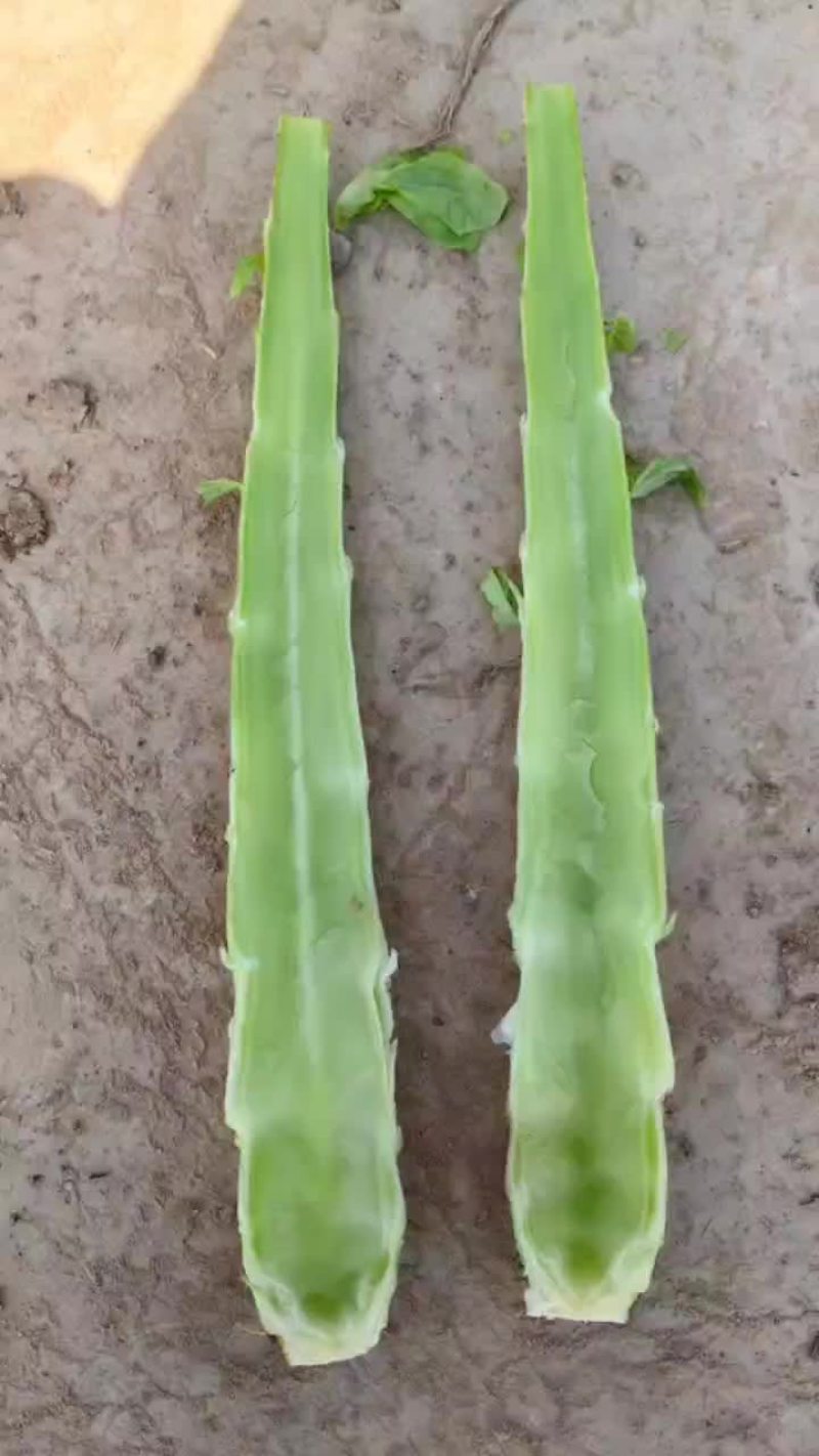 红叶香莴笋