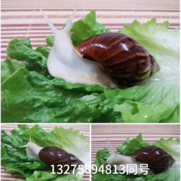 白玉蜗牛养殖批发餐饮酒店