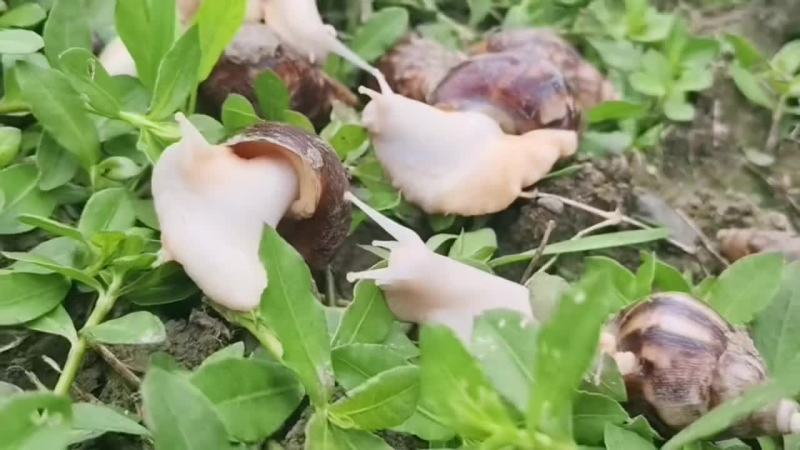 白玉蜗牛养殖批发餐饮酒店