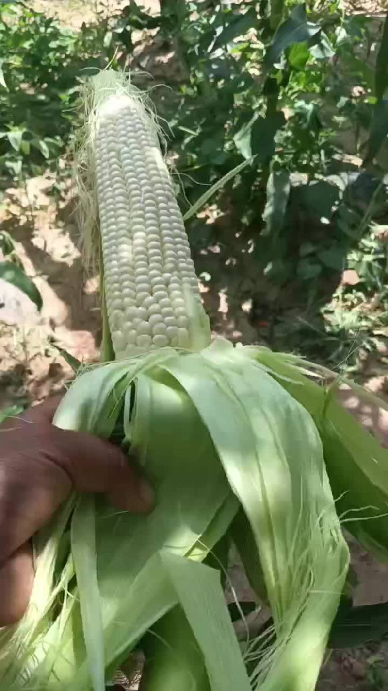 精品白糯