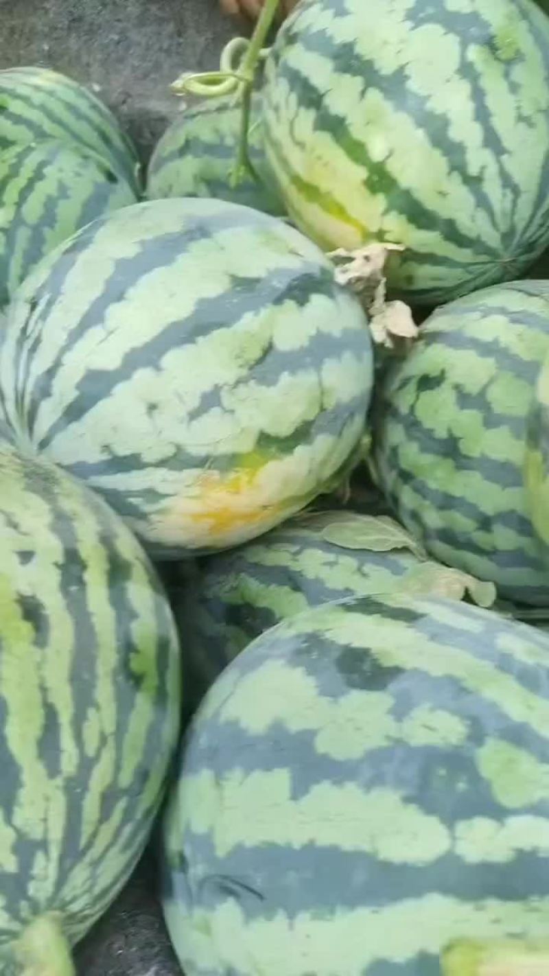 山东潍坊安丘供应优质西瓜