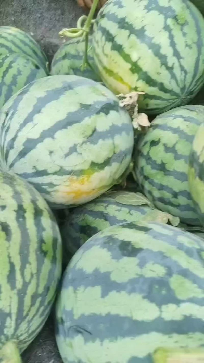 山东潍坊安丘供应优质西瓜