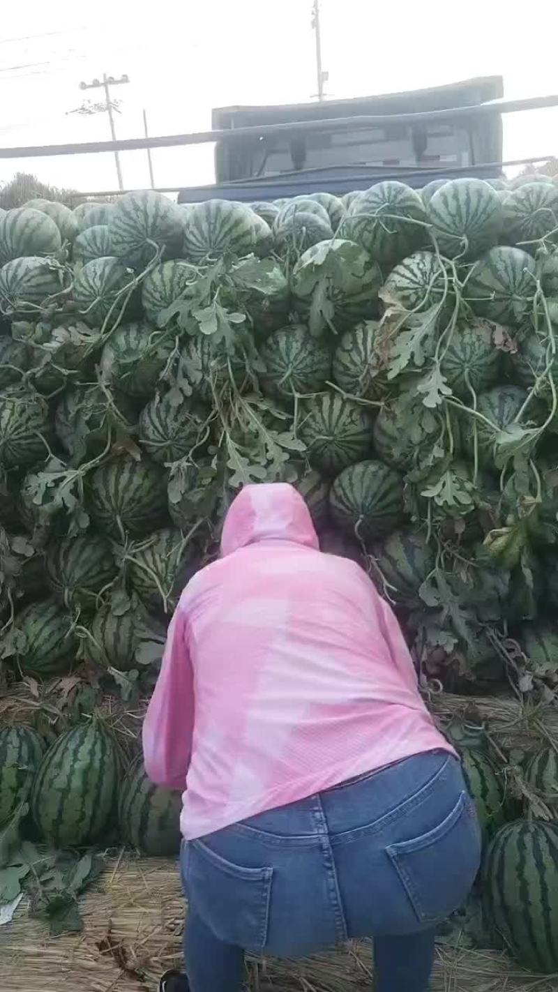 山东潍坊安丘供应优质西瓜