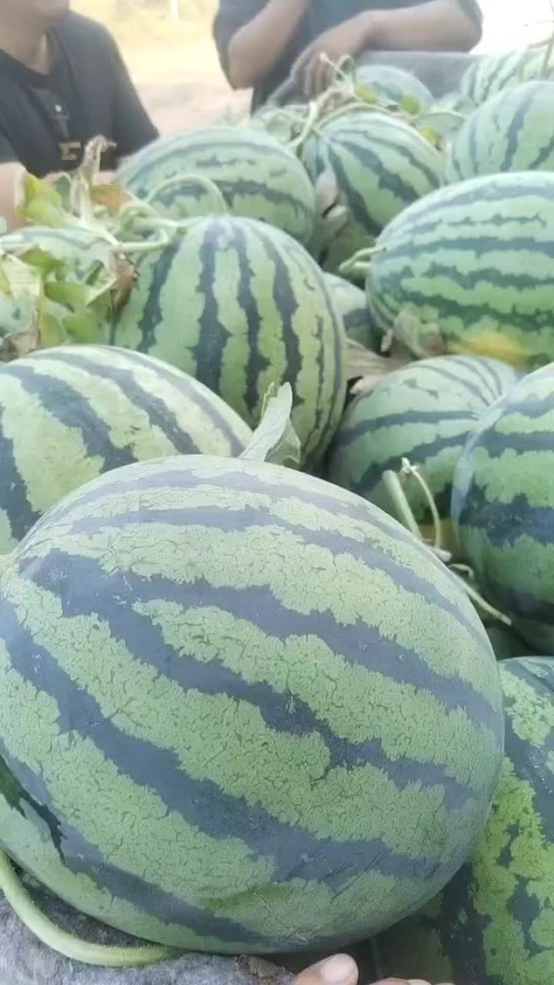 山东潍坊安丘供应优质西瓜