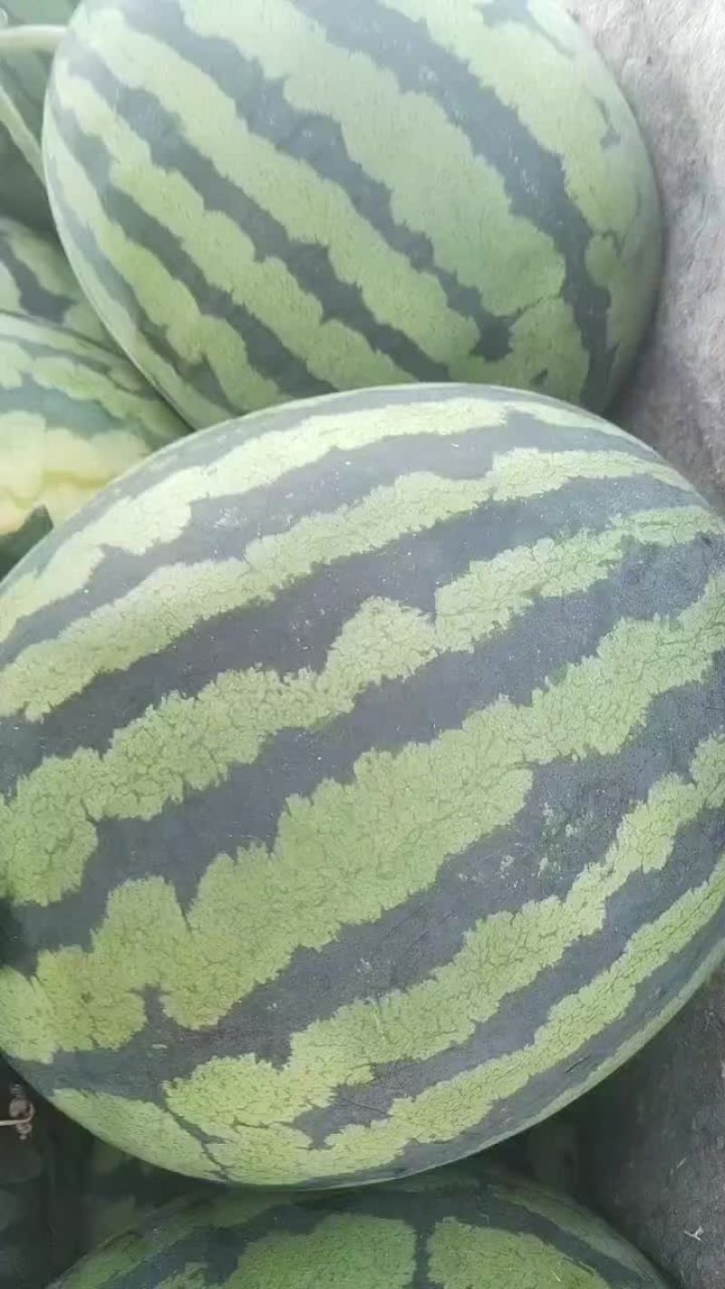 山东潍坊安丘供应优质西瓜