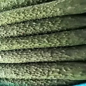 黄瓜