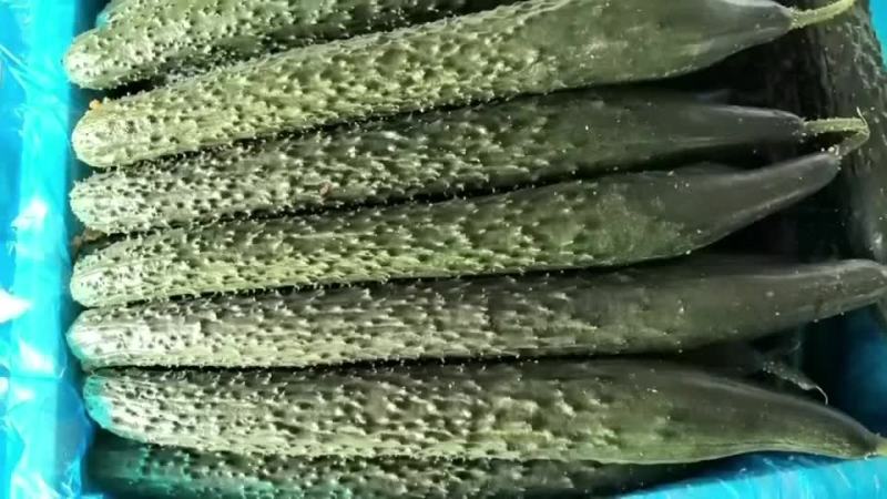 黄瓜