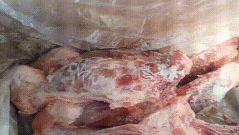 带腱后腿骨