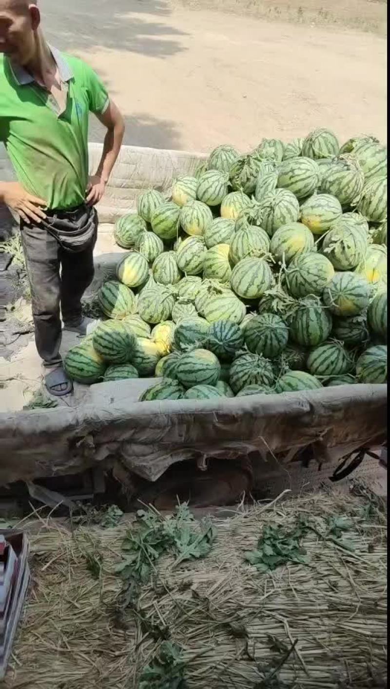 美都西瓜