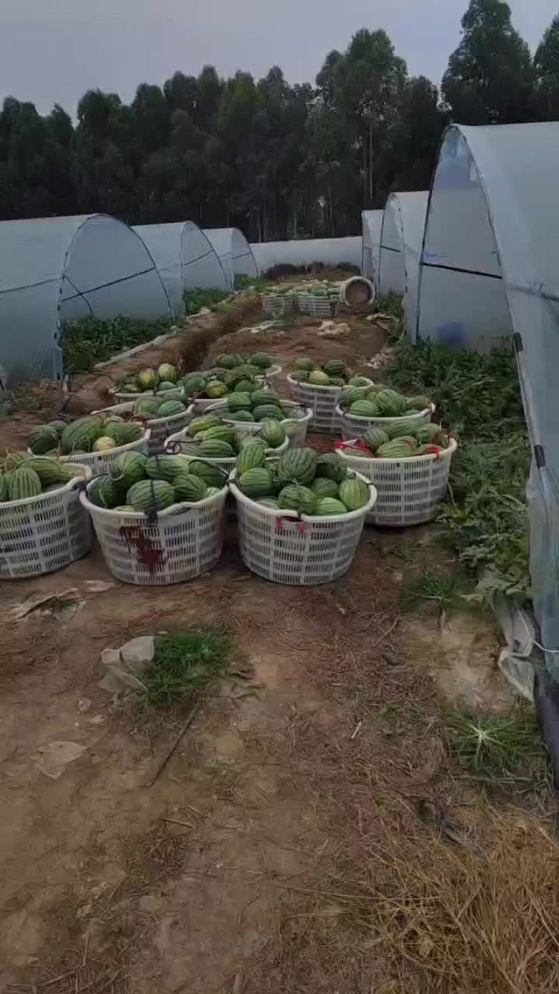 早春红玉，佳秀口口脆