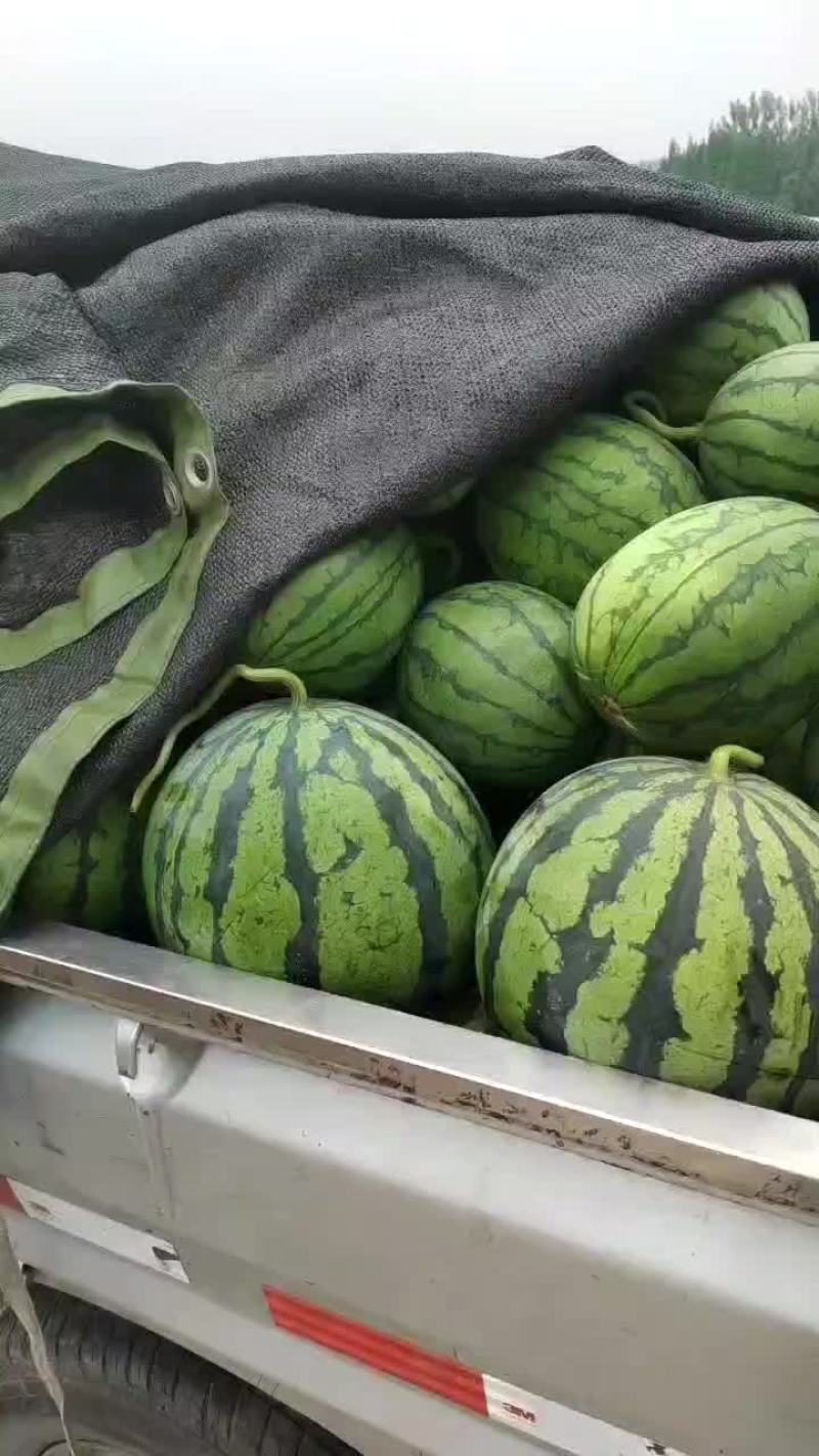早春红玉，佳秀口口脆