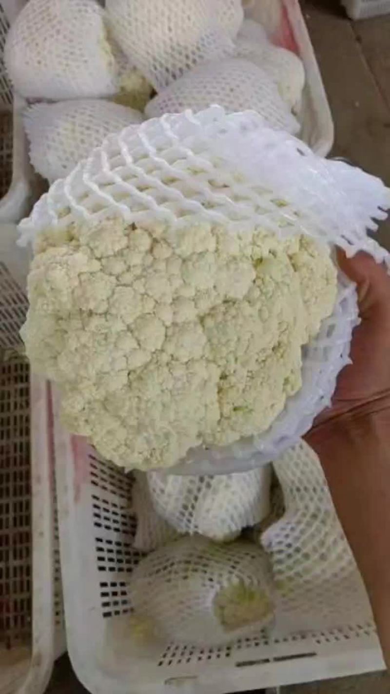 精品有机花