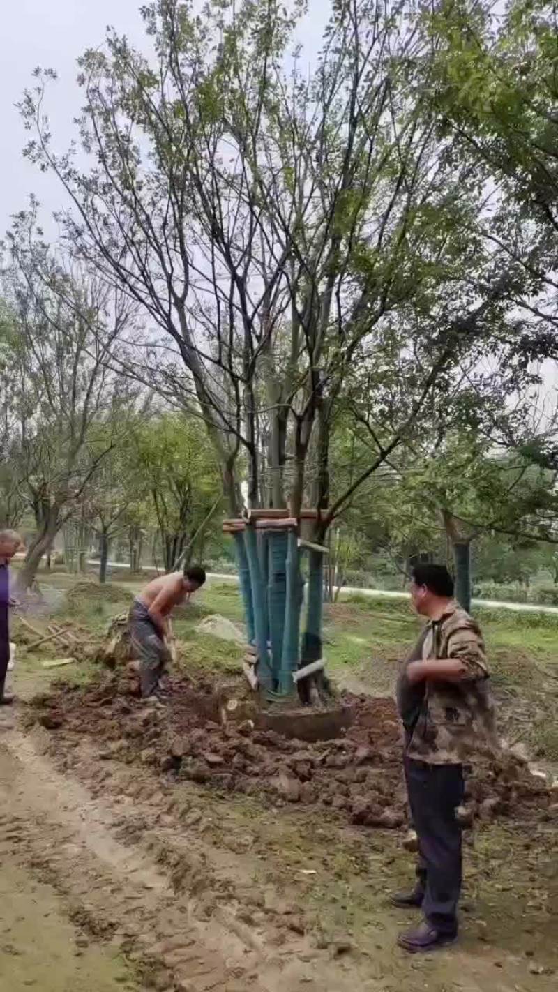 丛生榉树量大树优货源充足，可视平基地考察，欢迎合作