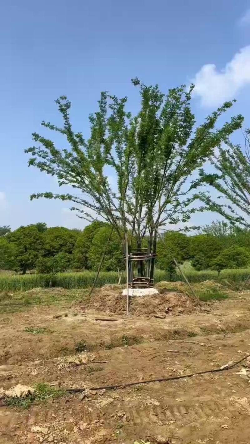 丛生榉树量大树优货源充足，可视平基地考察，欢迎合作
