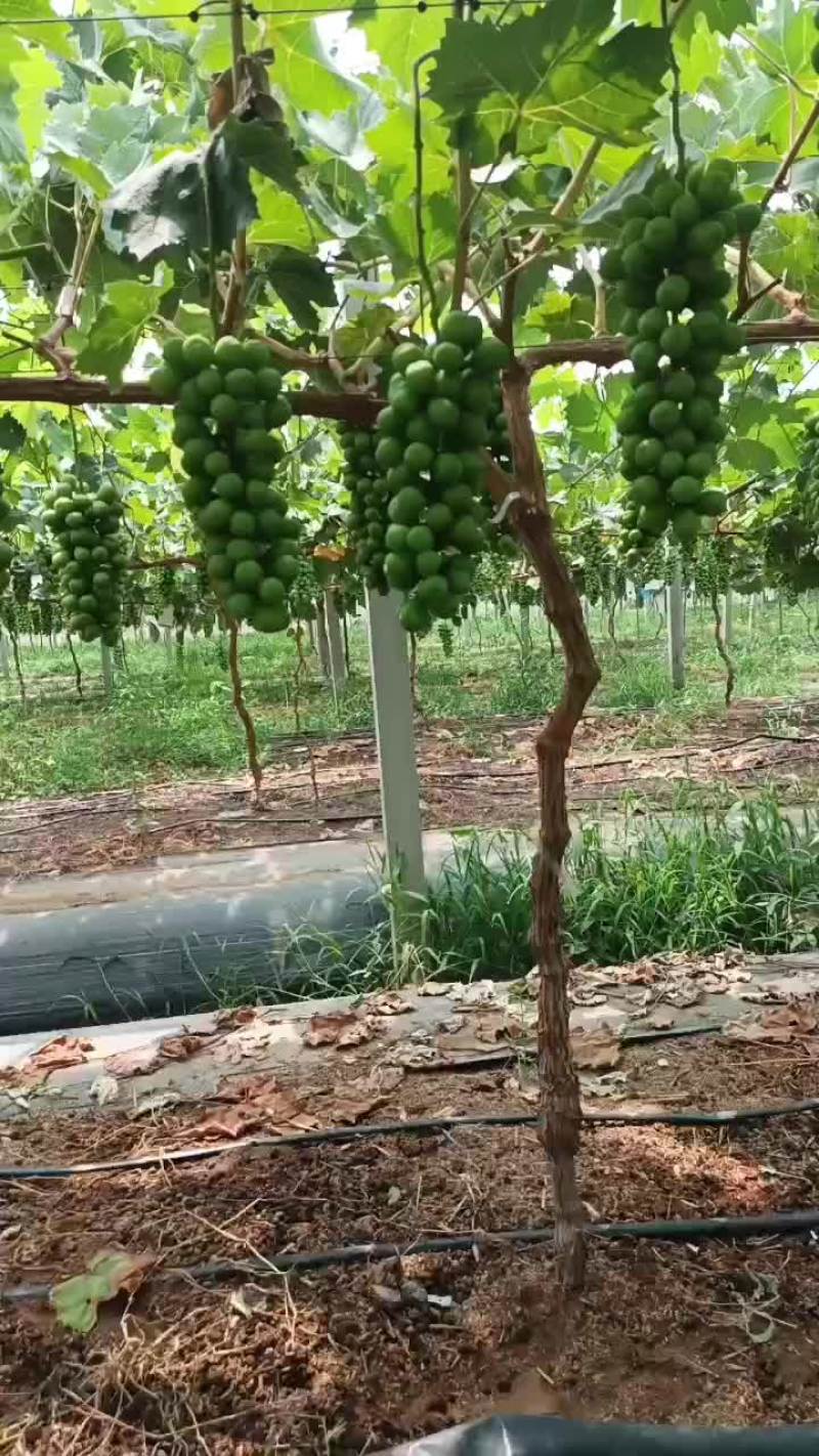 葡萄