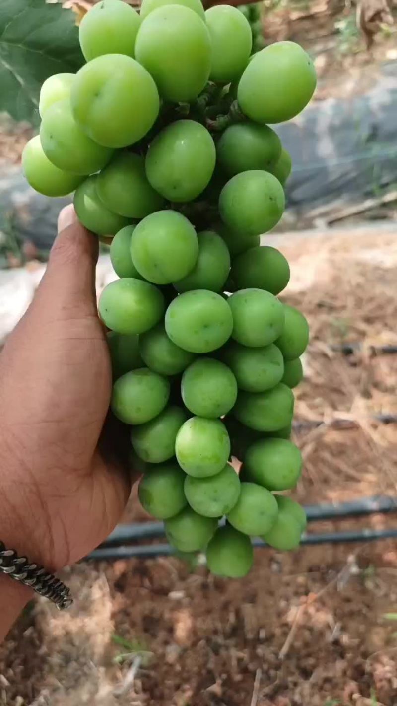 葡萄