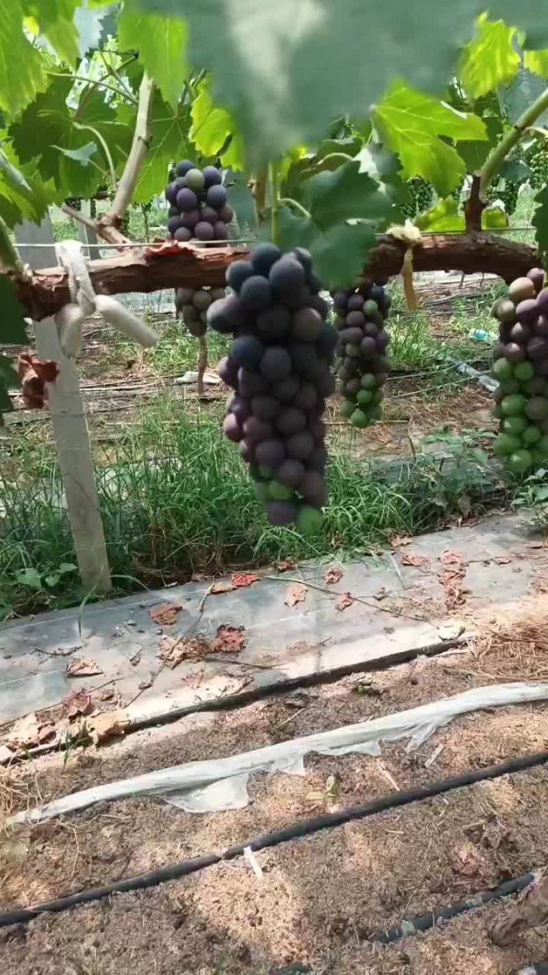 葡萄