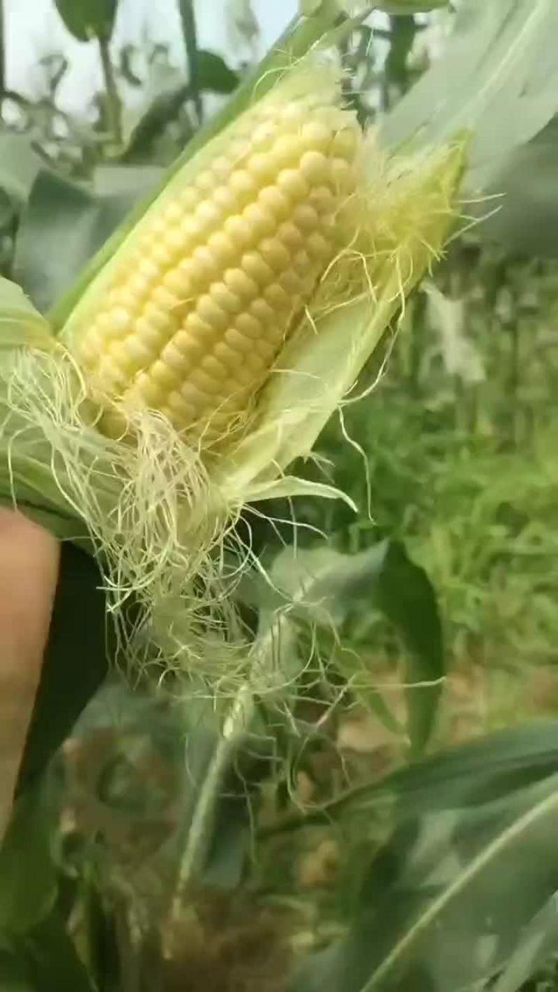 太阳花甜玉。个大满尖。清秀质量杠杠的欢迎咨询