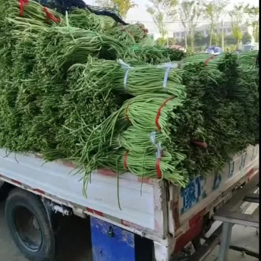 青长豆角/河南原产地直发/货源充足