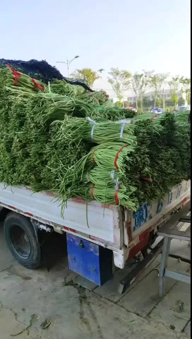 青长豆角/河南原产地直发/货源充足