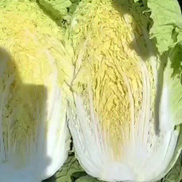 白菜大量整车发货全国各地