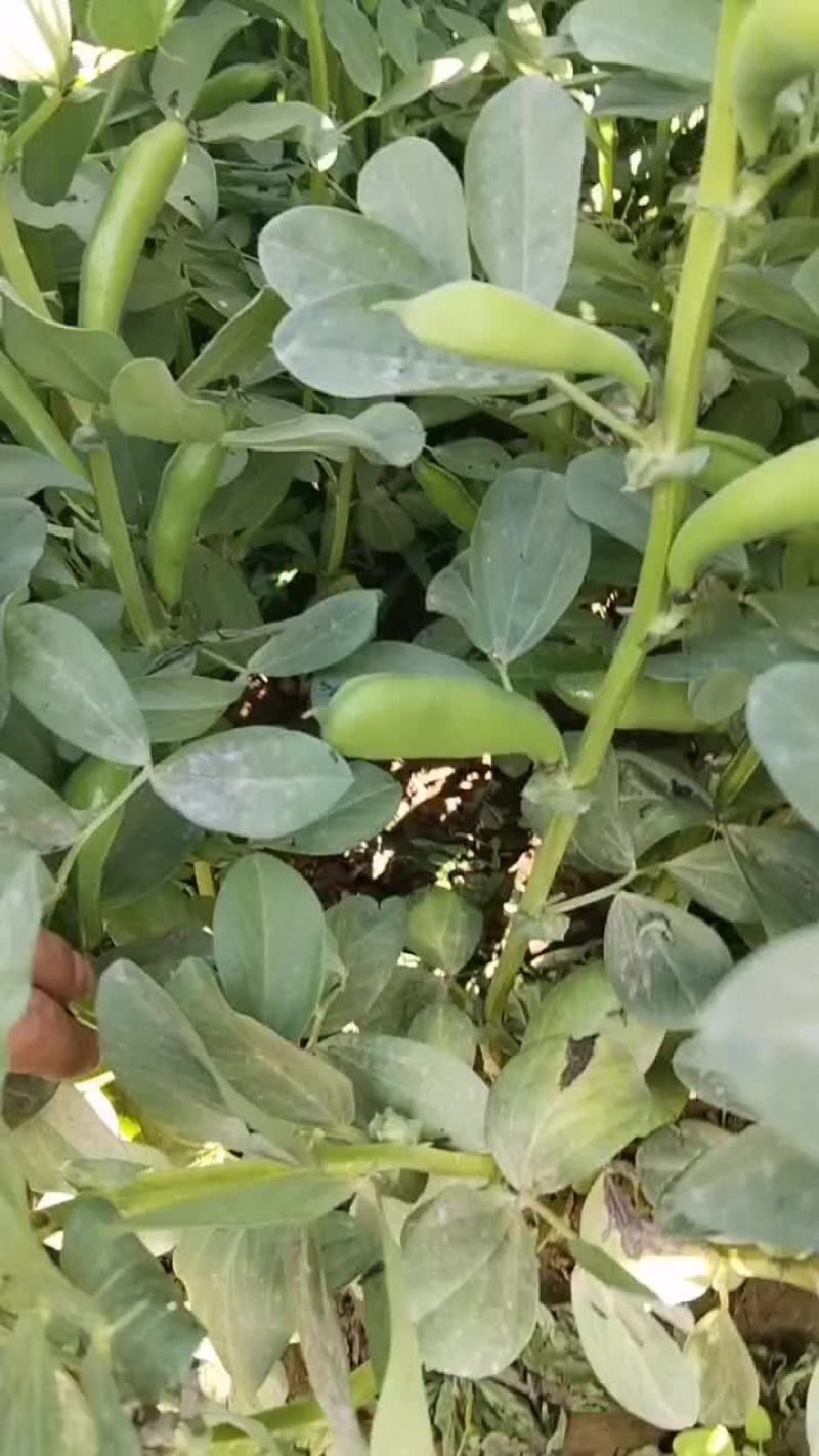 精品蚕豆甘肃蚕豆，大量上市质量保证，欢迎咨询全国发货