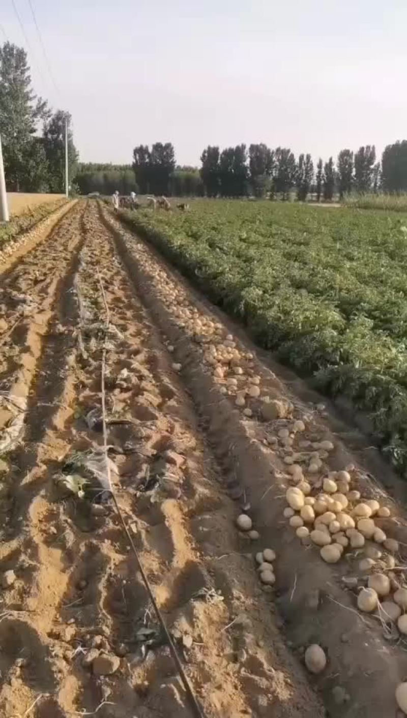 河北保定蠡县土豆基地，荷兰，沃土，西森，黄皮黄瓤，！