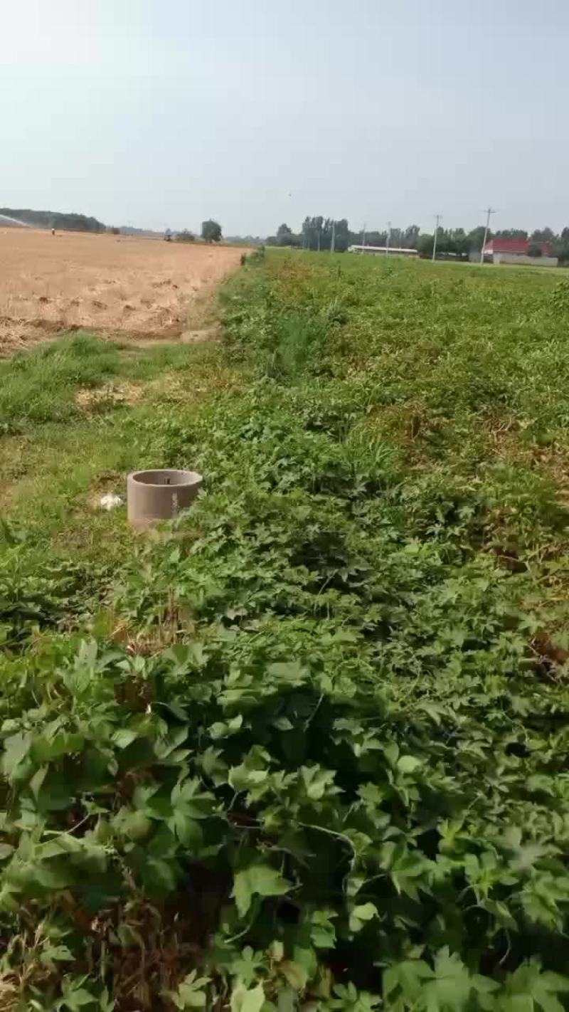 河北保定蠡县土豆基地，荷兰，沃土，西森，黄皮黄瓤，！