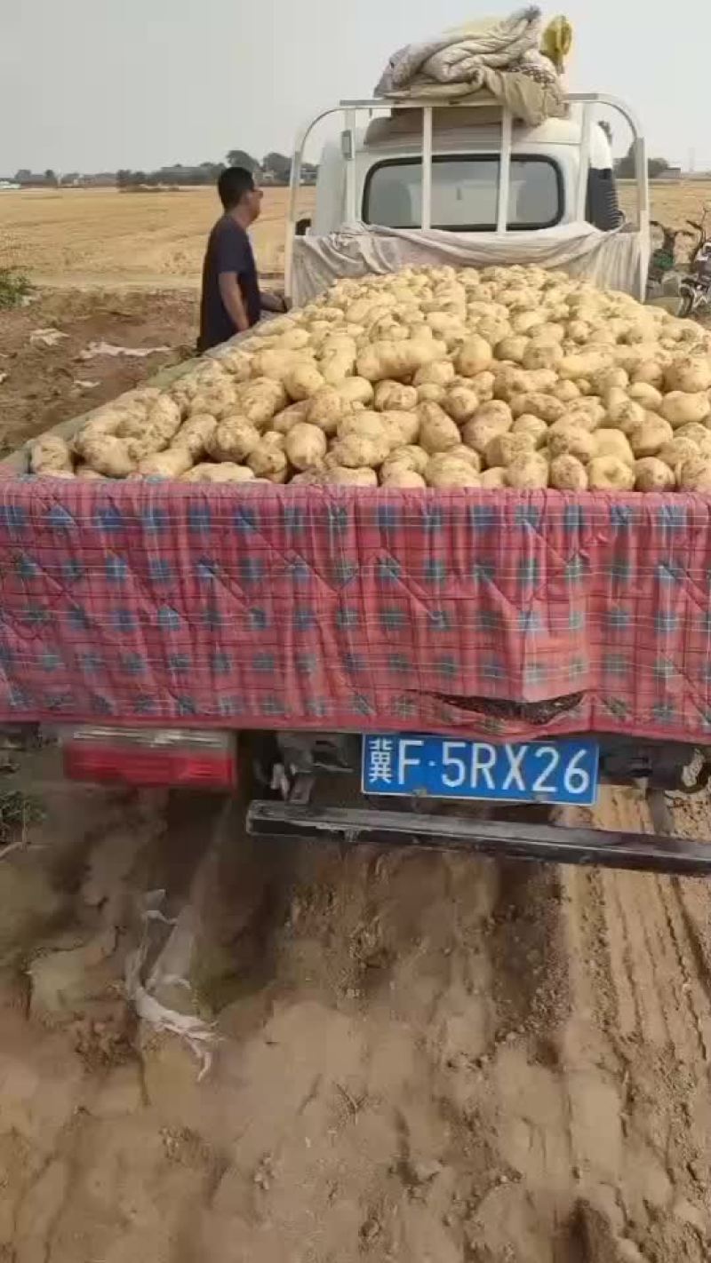 河北保定蠡县土豆基地，荷兰，沃土，西森，黄皮黄瓤，！