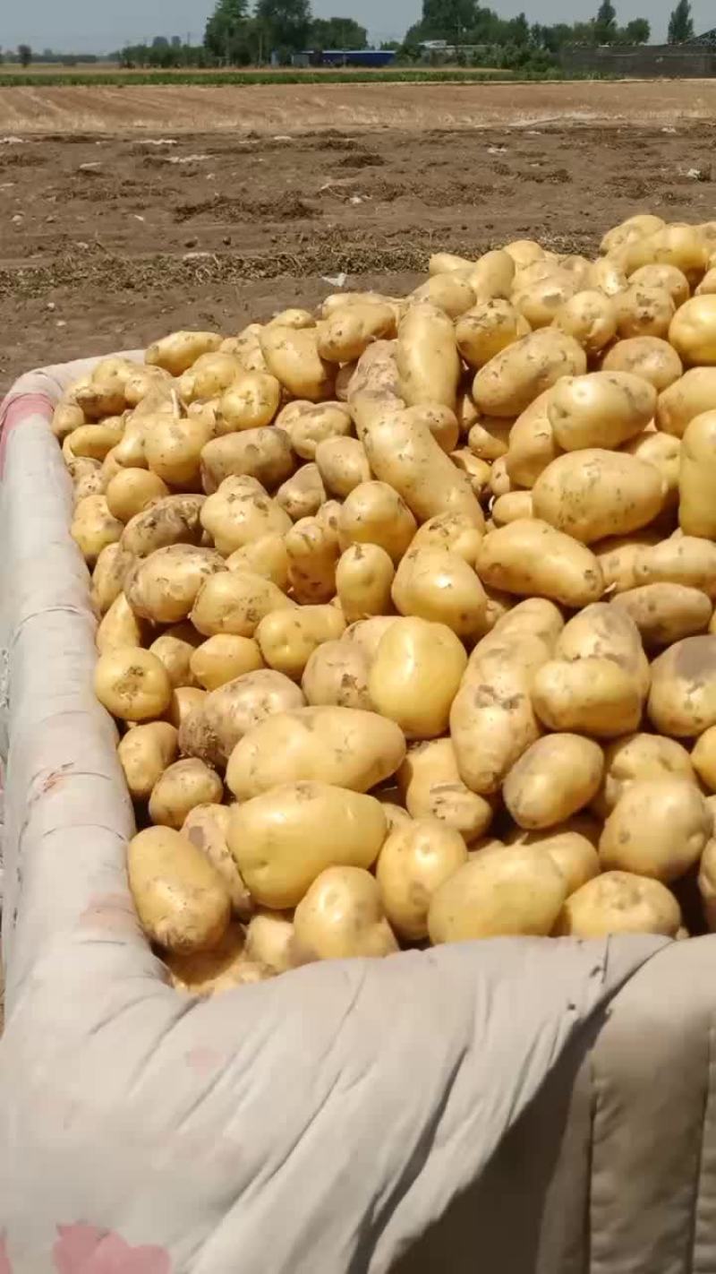 河北保定蠡县土豆基地，荷兰，沃土，西森，黄皮黄瓤，！