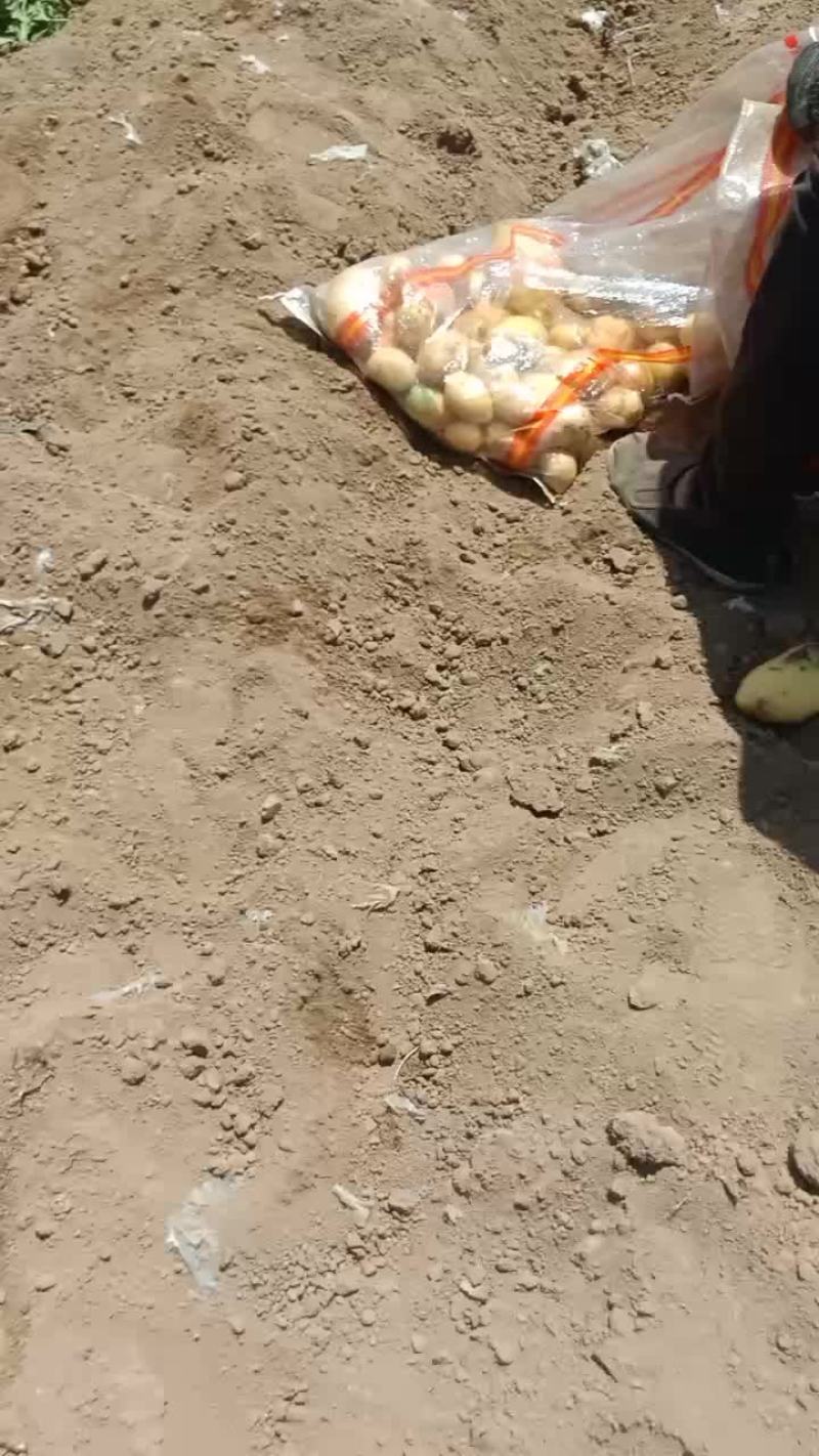 河北保定蠡县土豆基地，荷兰，沃土，西森，黄皮黄瓤，！