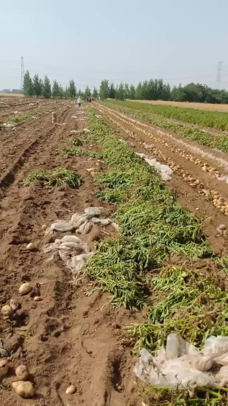河北保定蠡县土豆基地，荷兰，沃土，西森，黄皮黄瓤，！