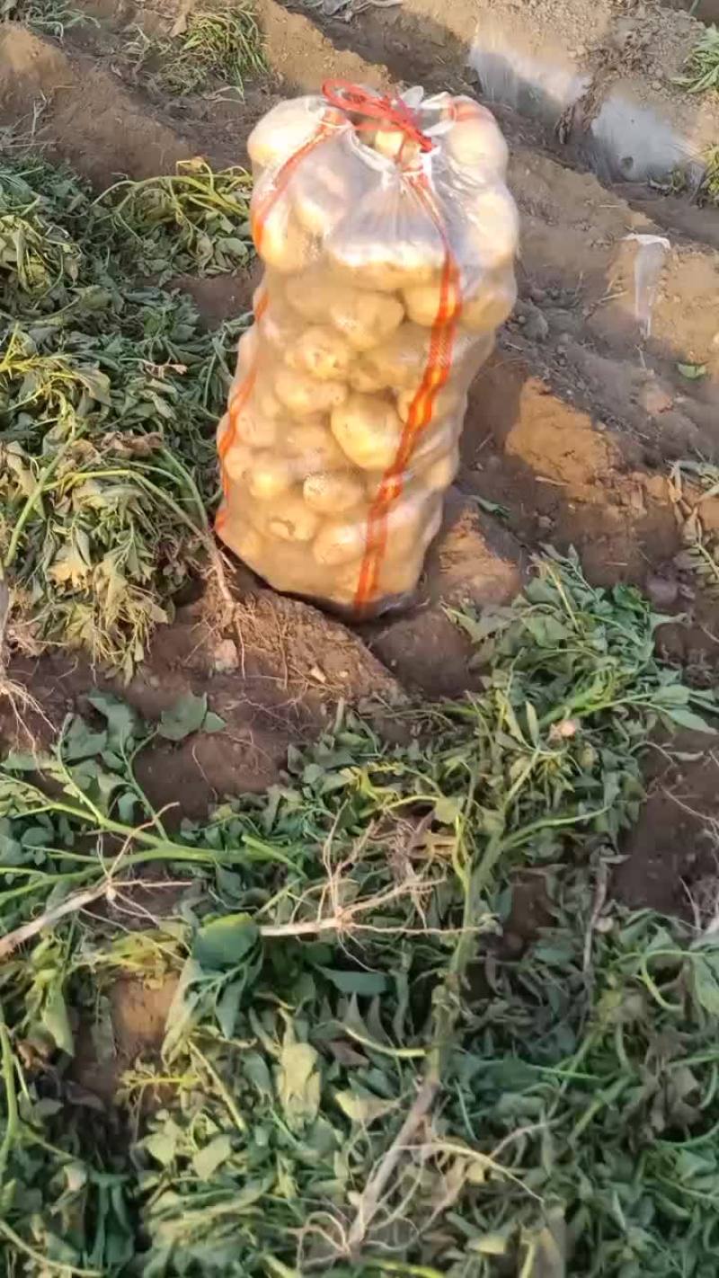 河北保定蠡县土豆基地，荷兰，沃土，西森，黄皮黄瓤，！