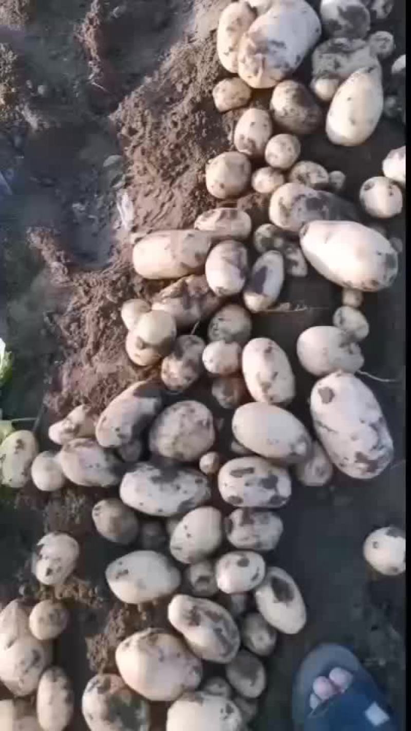 河北保定蠡县土豆基地，荷兰，沃土，西森，黄皮黄瓤，！