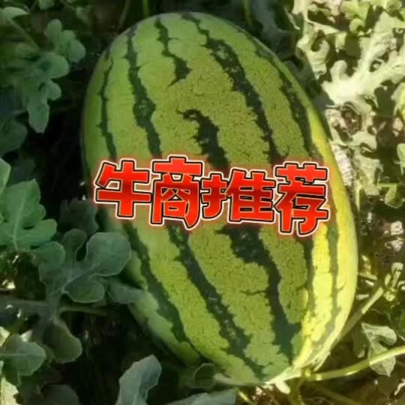 牛商推荐硒砂瓜